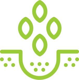 The Seed